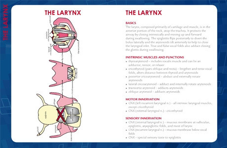 Larynx Swallow Guide small Larynx Swallow Guide small