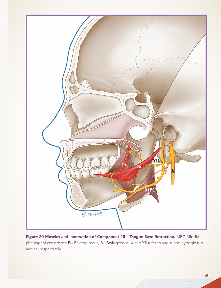 Tongue Base Retraction Innervation