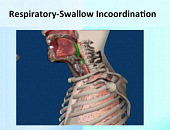 Respiration/Deglutition