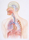 Body Systems