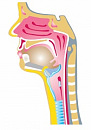 Perspectives on Dysphagia