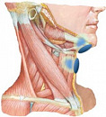 Electrical Stimulation