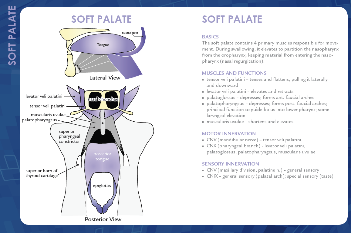 Soft Palate