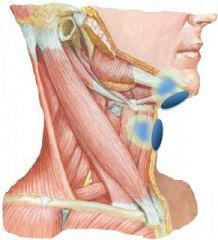 Electrical Stimulation In The Normal And Impaired Swallow