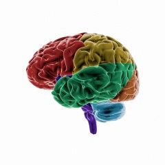 Right Hemisphere Stroke: Current Best Practices For Unilateral Neglect And Communication Disorders