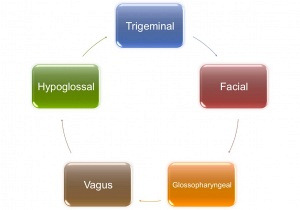 The Cranial Nerve Examination: Integrating Assessment And Treatment In Dysphagia Management