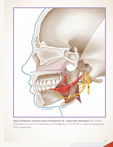 MBSImP Anatomy And Physiology Of Swallowing