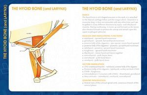 Swallowing And the Hyoid