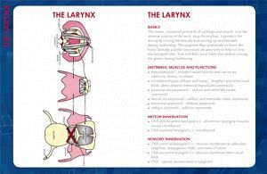 Swallowing And the Larynx