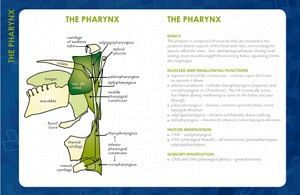 Swallowing And the Pharynx