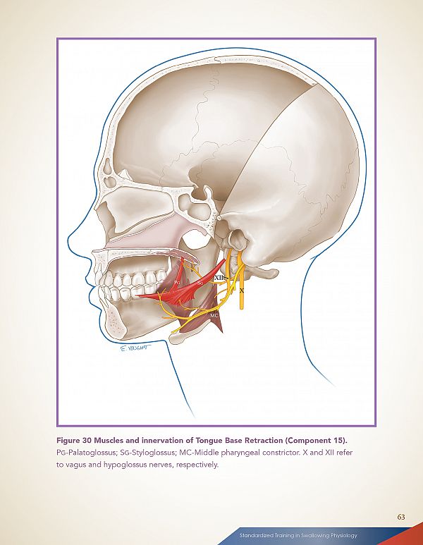 Tongue Base Retraction Innervation