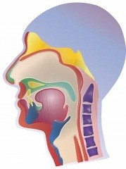 Dysphagia Practice: Moving Toward More Comprehensive Treatment Protocols