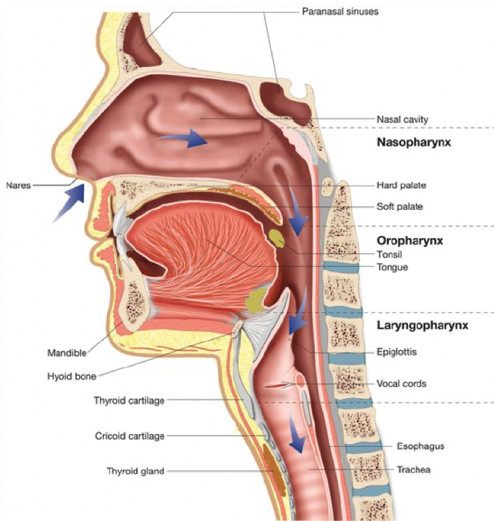 Breathing Protocols for Speech Pathology Practice